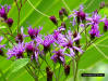 New York Ironweed (Vernonia noveboracensis) flower detail