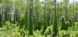 Oldworld climbing fern over growing natural Florida habitat