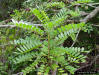 Image - Paradisetree (Simarouba glauca)