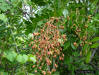 Image - Paradisetree fruit (Simarouba glauca)