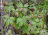 Virgina creeper  (Parthenocissus quinquefolia)