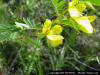 Partridge Pea flower (Chamaecrista fasciculata)