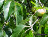 Image - American Persimmon fruit.