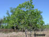 Image - Persimmon tree (Diospyros virginiana)
