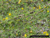 Image - Pineland Acacia (Acacia pinetorum)