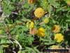 Image - Closeup of Pineland Acacia (Acacia pinetorum)