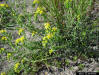 Pineland heliotrope ( Heliotropium polyphyllum )