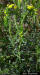 Pineland heliotrope, detail of flowers