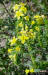 Pineland heliotrope detail image