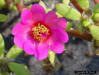 Pink Purselane flower