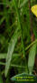 Pitted stripeseed foliage ( Piriqueta cistoides ssp. caroliniana )