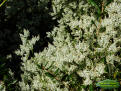 October flower ( Polygonella polygama ) White flowers