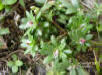 Pink Purselane leaves (Portulaca pilosa)