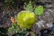 Prickley pear cactus flower