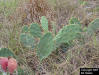 Prickly pear cactus with insert of fruit(Opuntia humifusa)