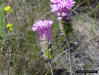 Image - Procession flower (Polygala incarnata L.)