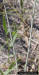 Image - Procession flower stem (Polygala incarnata L.)