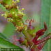 Image - Queensdelight (Stillingia sylvatica) flowers