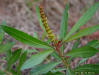 Image - Queensdelight (Stillingia sylvatica) plant
