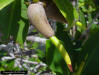 Image - Red Mangrove seedling