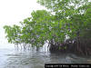 Red Mangrove image