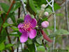 Rose Myrtle ( Rhodomyrtus tomentosa )