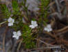 Rough Hedgehyssop (Gratiola hispida (Benth. ex Lindl.)Pollard)