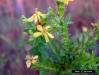 Roundpod St. John's-wort (Hypericum cistifolium Lam)