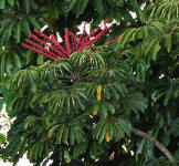 Schefflera tree, bright red berries