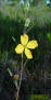 Seaside Primrosewillow flower (Ludwigia maritima)
