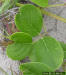 Seaside bean leaf close-up