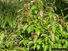 Shoebutton Ardisia (Ardisia elliptica) showing new growth