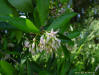 Flowers of the Shoebutton Ardisia tree