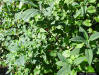 Short leaf wild coffee plant (Psychotria sulzneri)
