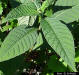 Short leaf wild coffee, leaf close-up