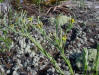 Silk-grass (Pityopsis graminifolia)