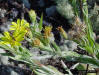 Silk-grass flower detail (Pityopsis graminifolia)