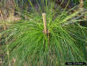 Slash Pine showing new growth at branch tip