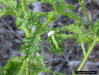 Stinging nettle  foliage (Cnidoscolus stimulosus) leaf