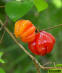 Surinam cherry fruit