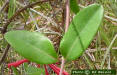 Image - Trumpet Honeysuckle (Lonicera sempervirens L) leaf