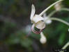 Turks Turban, Skyrocket (Clerodendrum indicum) flower detail