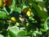 Twoleaf nightshade fruit (Solanum diphyllum)