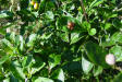 Twoleaf nightshade shrub (Solanum diphyllum)
