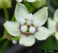 White Twinevine flower (Sarcostemma clausum)