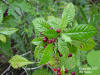 Wild Coffee (Psychotria nervosa) image