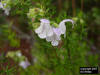Wild Pennyroyal (Piloblephis rigida) plan and flowers