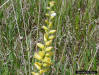 Yellow colic root (Aletris lutea Sm.) flower detail