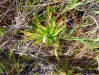 Yellow colic root (Aletris lutea Sm.) basil rosette foliage