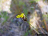 Yelloweyed grass (Xyris sp.)